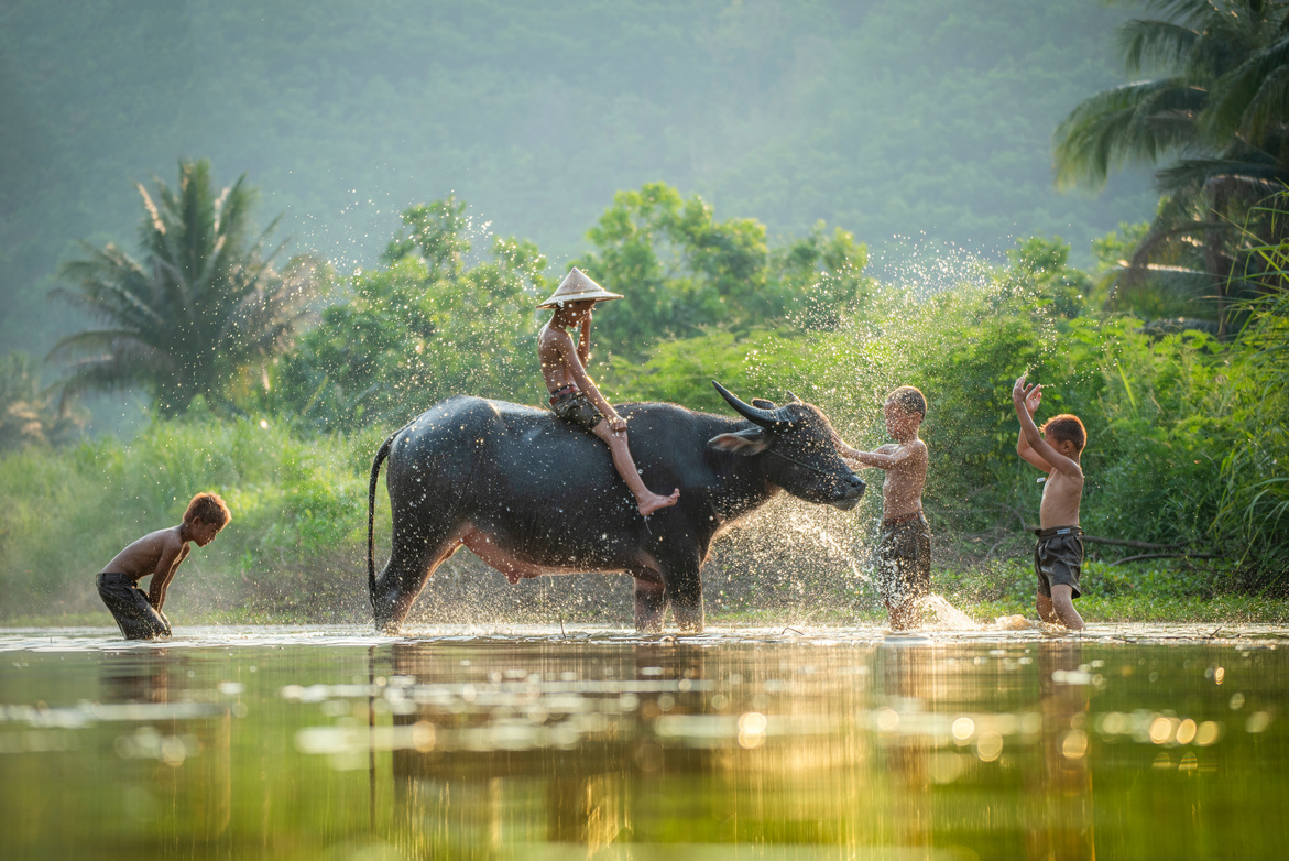 Children Playing in River with Carabao