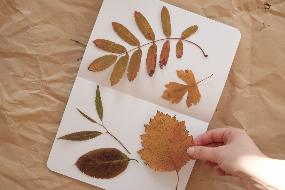 Dry Leaf in Pages to Press